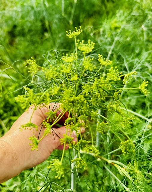 Hand holding dill in the field
