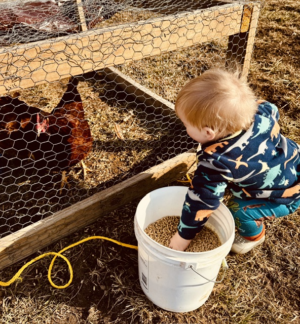 Toddler feeding chickens on the farm