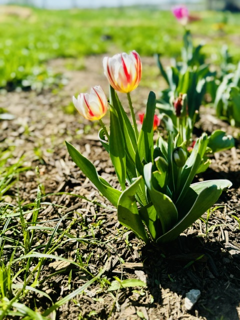 Tulips growing in field rows